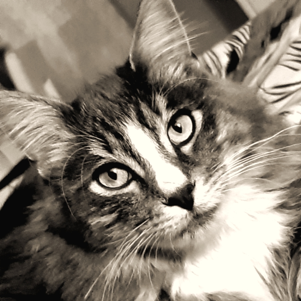 Meet your Posher, Lana